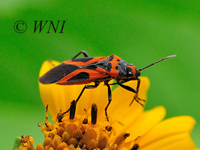 False Milkweed Bug (Lygaeus turcicus)